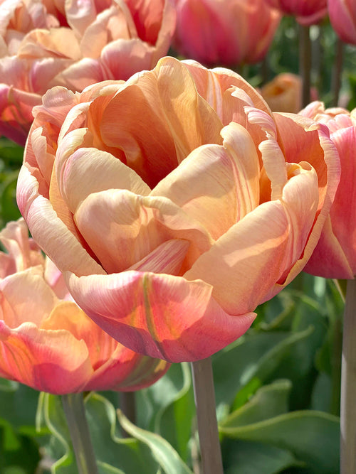 Tulip Bulbs - La Belle Epoque - Buy Online