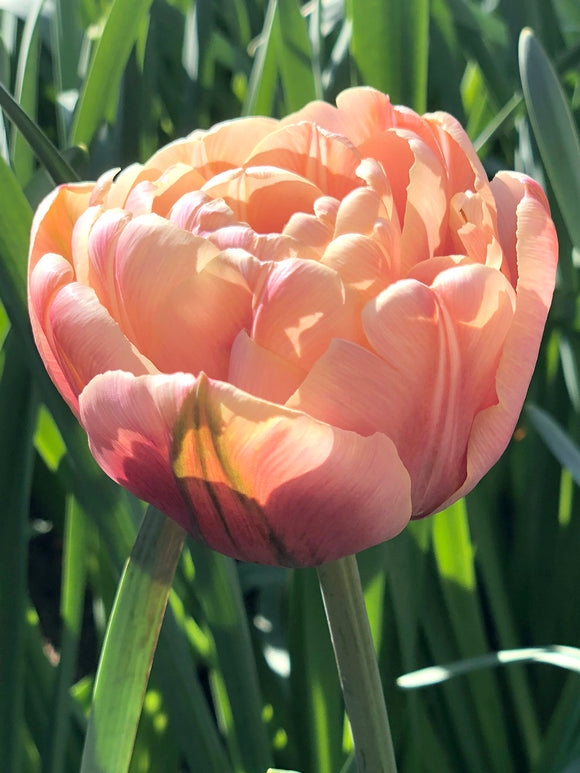 La Belle Epoque Tulip Bulbs | For Sale