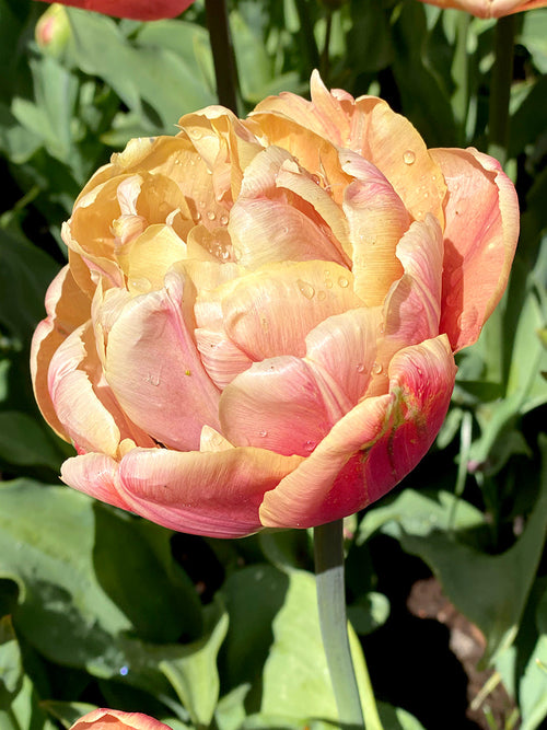 Tulip Bulbs La Belle Epoque - Buy Online for Delivery in the UK