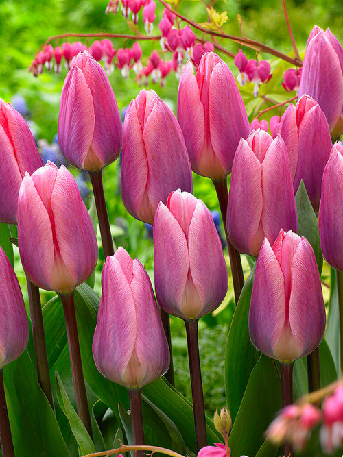 Buy Tulip Light and Dreamy bulbs from Holland
