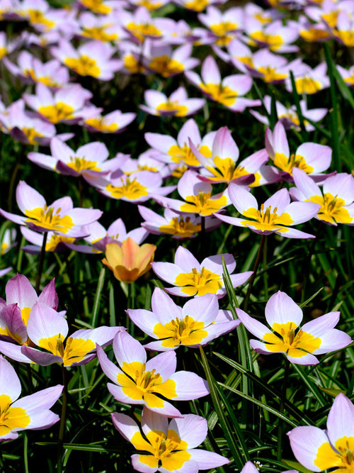 Tulip Bakeri Lilac Wonder, Wil Pink en Yellow Tulip bulbs