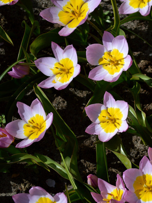 Tulip Bulbs - Lilac Wonder - UK delivery
