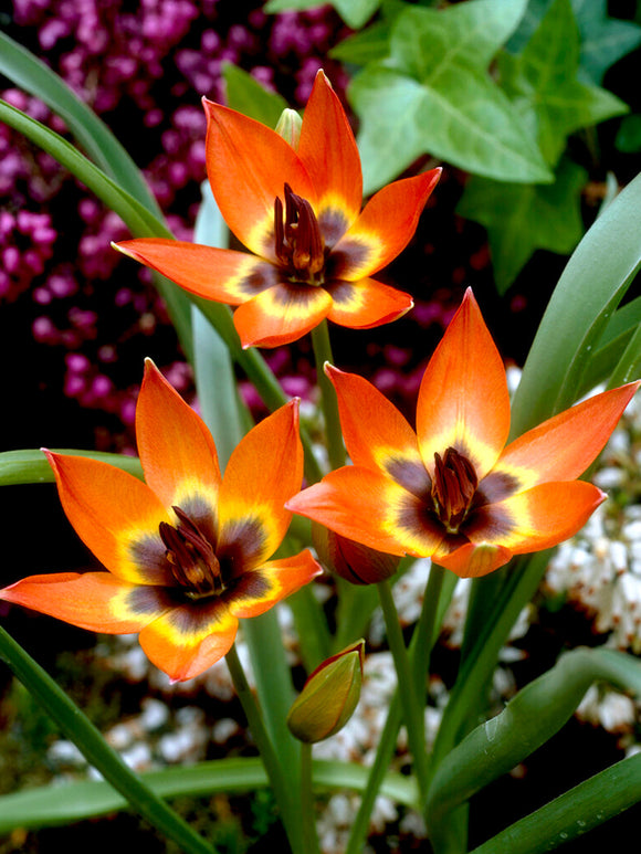 Tulip Bulbs - Little Princess