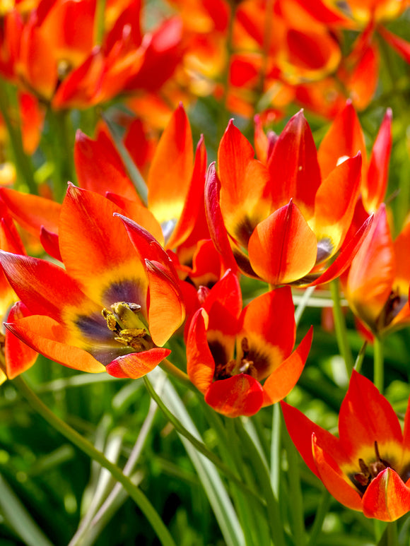 Wild Tulip Bulbs Little Princess orange