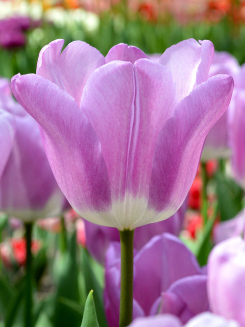 Tulip Bulbs Magic Lavender