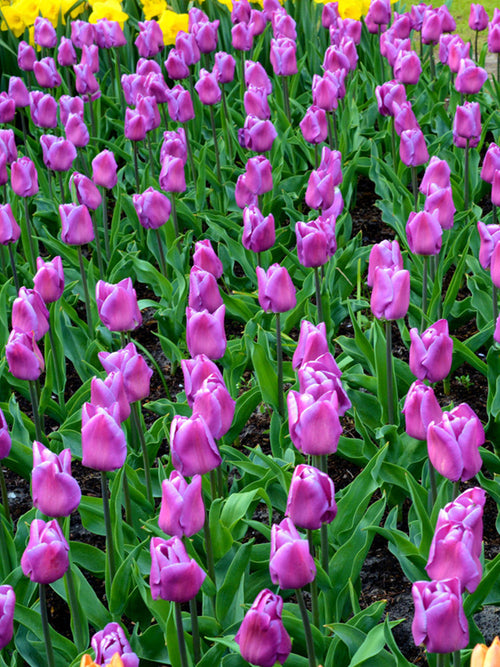 Buy Tulip Bulbs - Magic Lavender