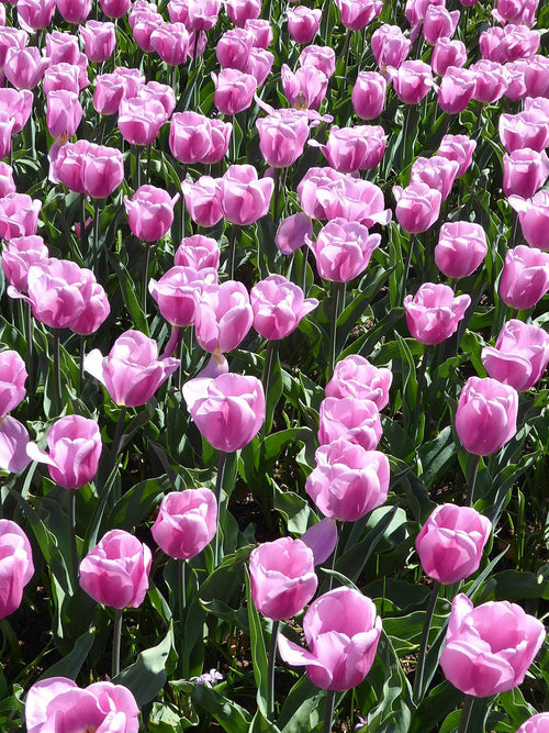 Buy Tulip Bulbs - Magic Lavender