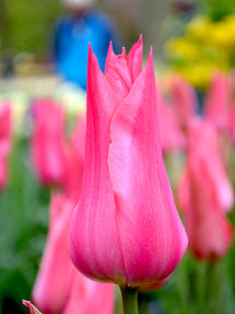 Tulip Mariette