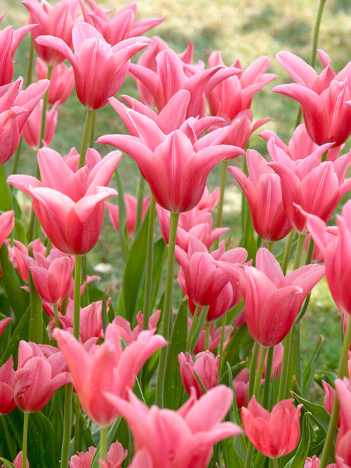 Tulip bulbs - Mariette - UK Delivery