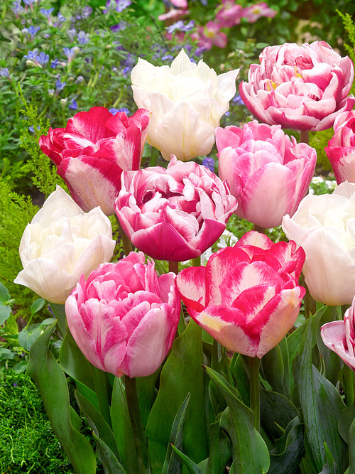 Tulip Marshmallow Collection - Pink and White - DutchGrown UK Shipping