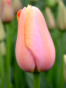 Tulip Menton