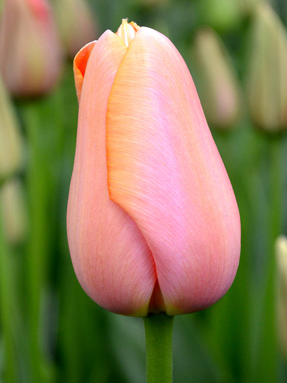 Tulip Single Late Tulip Pink Menton bulbs