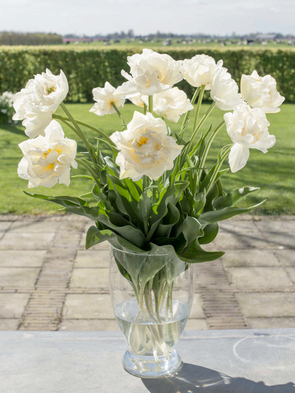 Double White Tulip Bulbs Mondial - UK Delivery