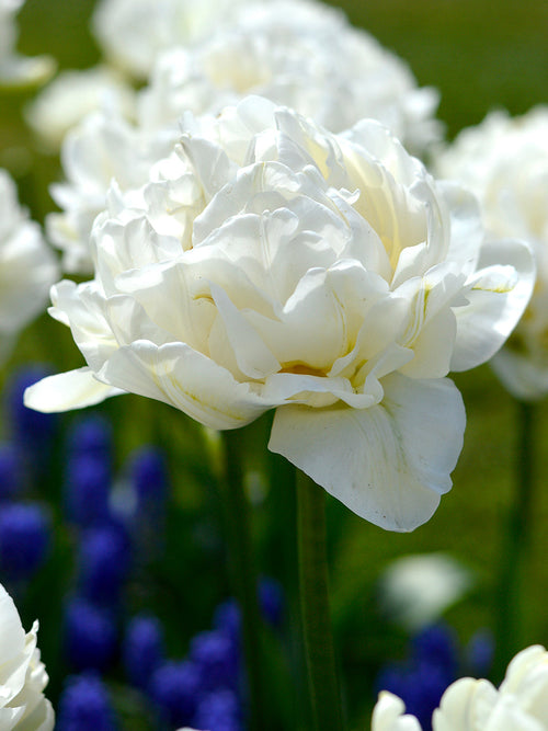 Tulip Bulbs Mondial
