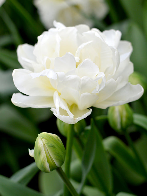Double White Tulip Bulbs Mondial - UK Delivery
