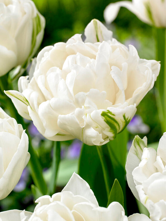 Tulip Bulbs Mondial
