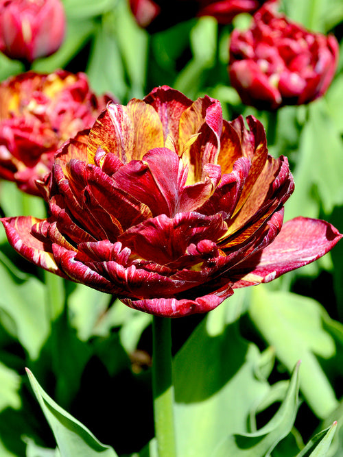 Tulip Nachtwacht (Night Watch) - Unique Peony Tulips - DutchGrown