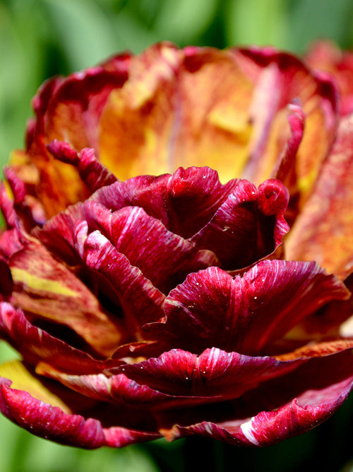 Tulip Nachtwacht (Night Watch) - Dark Brown Maroon Double Tulips - Flower Bulbs from Holland