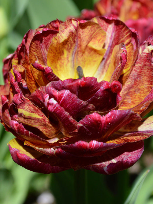 Tulip Nachtwacht (Night Watch) - Top Quality Flower Bulbs - DutchGrown UK Delivery