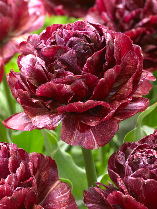 Tulip Nachtwacht (Night Watch) - Flower Bulbs