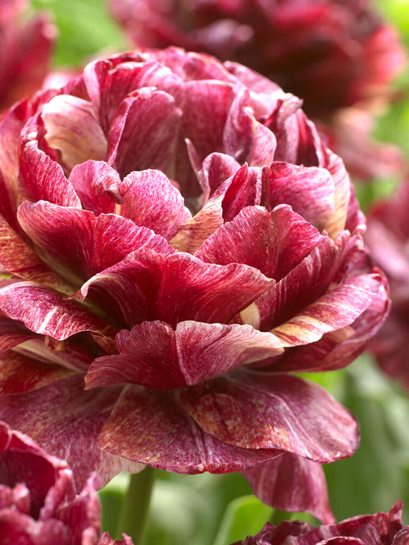 Tulip Nachtwacht (Night Watch) - Flower Bulbs