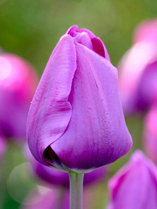 Tulip Bulbs Negrita - Purple Big Blooms