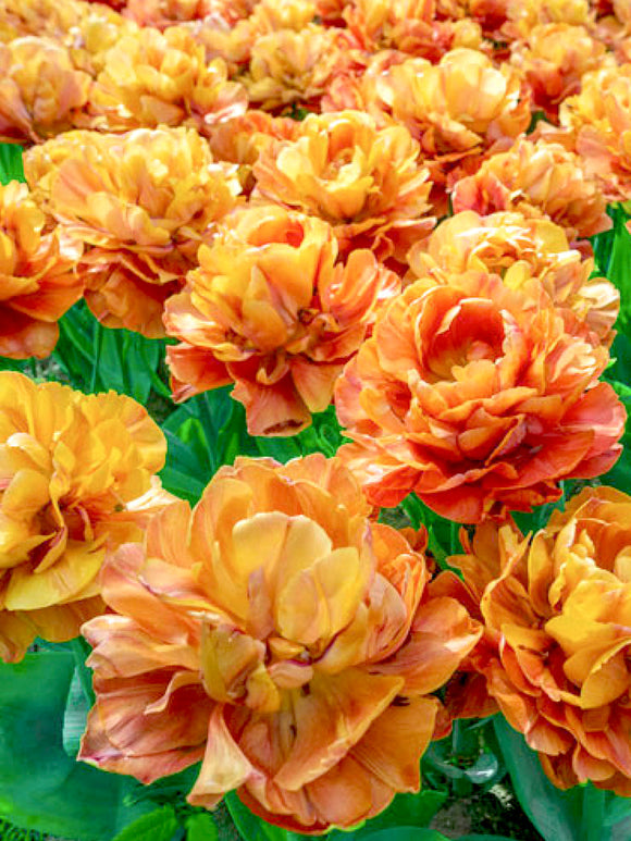 Orange Copper Double Peaony Tulips Bulbs Olivia Valdivia