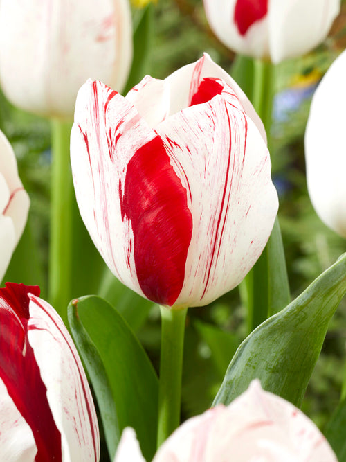 White tulip with red markings One Direction