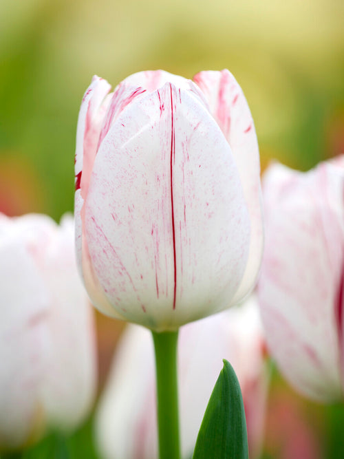 Triumph Tulip One Direction with red streaks