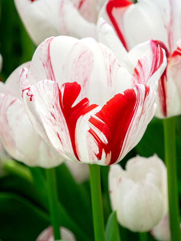 Cream and red Tulip One Direction bloom