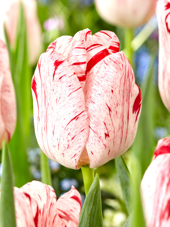 Tulip One Direction mid-spring flowers