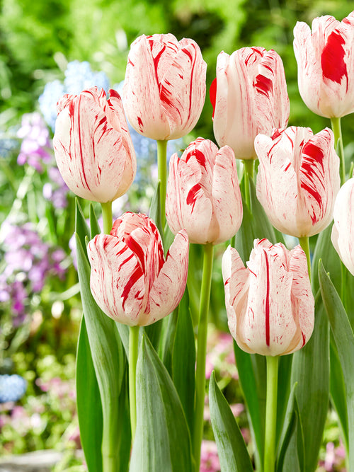Tulip One Direction mid-spring flowers