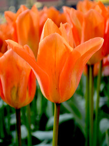 Tulip Orange Emperor