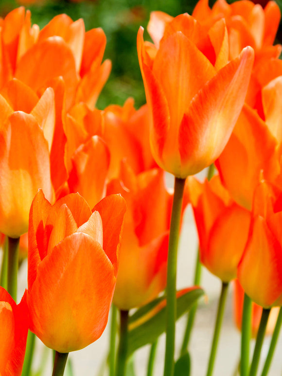 Buy Tulip Bulbs - Orange Emperor