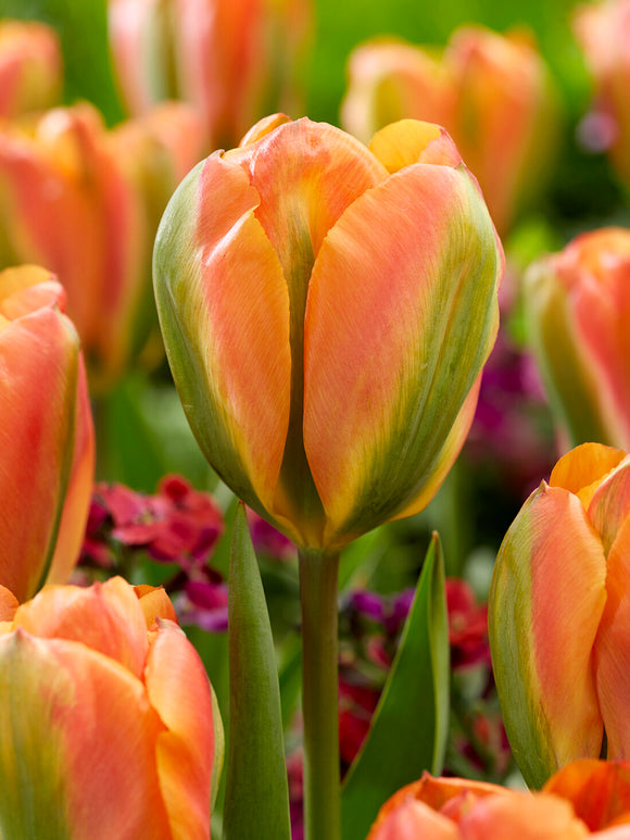 Tulip Orange Marmelade Viridiflora bloom