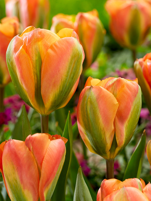 Orange Marmelade tulip close detail