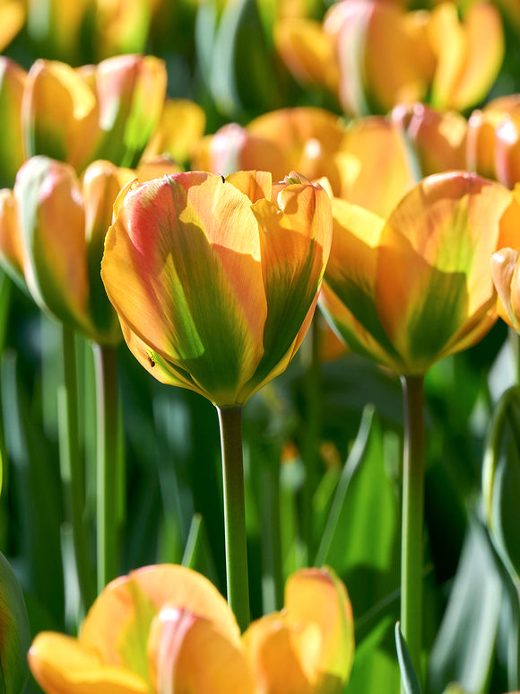 Viridiflora tulip orange green petals