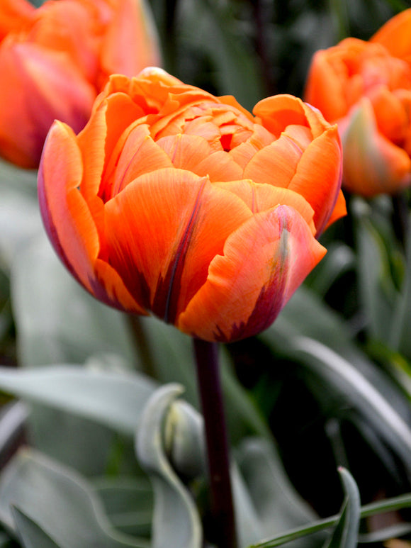 Tulip Bulbs - Orange Princess