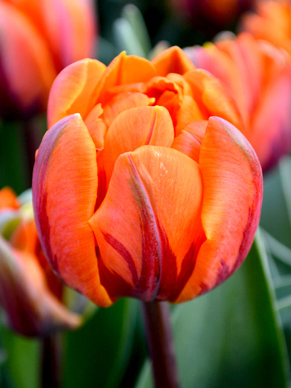 Tulip Orange Princess Double Flowers Bulbs UK