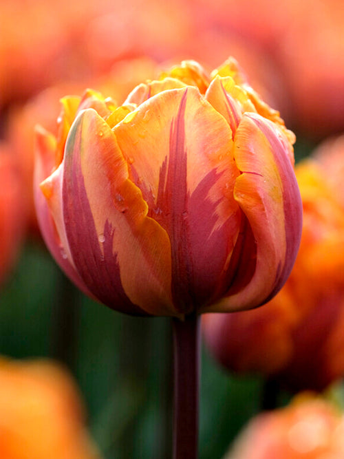 Tulip Orange Princess Flower Bulbs for Autumn Planting UK