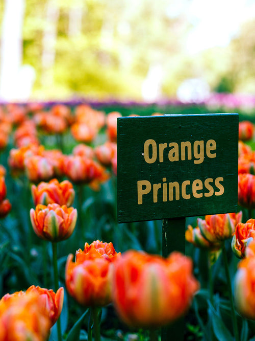 Tulip Flower Bulbs - Orange Princess - UK Shipping