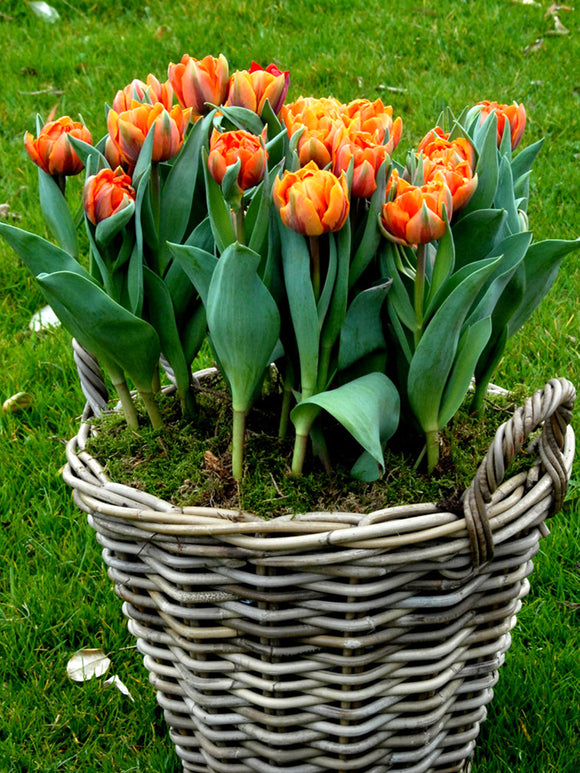 Tulip Bulbs - Orange Princess - Delivery UK