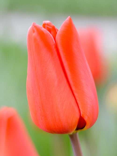 Tulip Orange XXL - Orange Darwin Hybrid Tulip for Autumn Planting