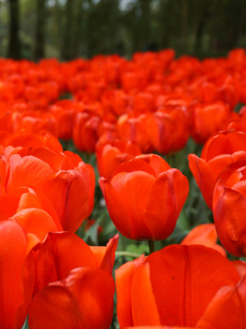 Tulip Orange XXL - Orange Darwin Hybrid Tulip Bulbs UK Delivery