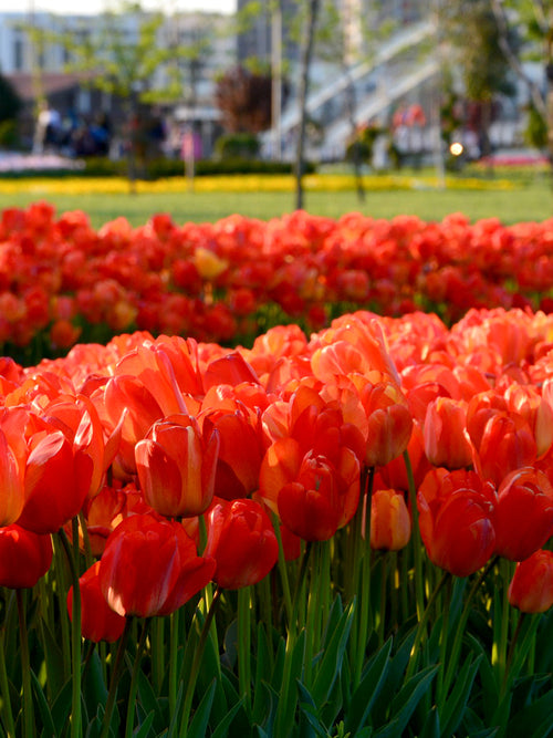 Tulip Orange XXL - Tulip Bulbs from Holland