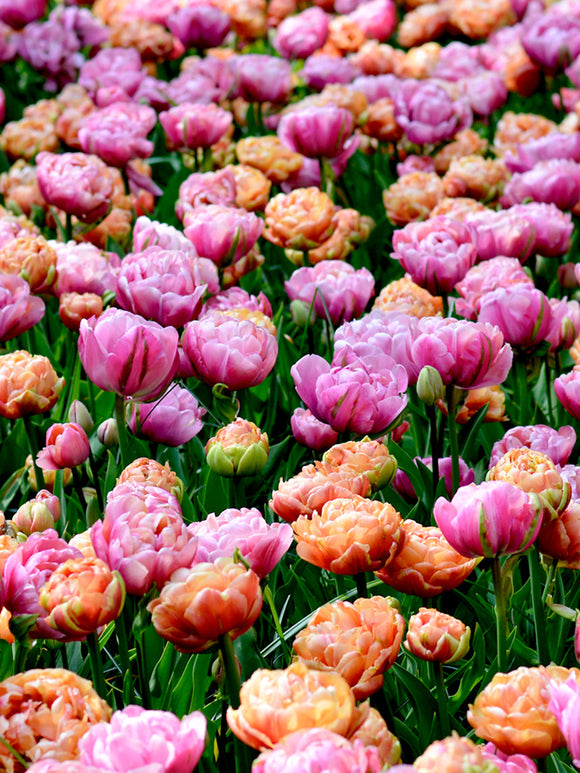 Tulip Bulbs Peony Party Collection