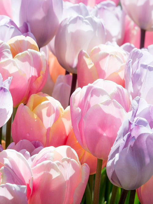 Pastel Coloured Tulip Bulbs