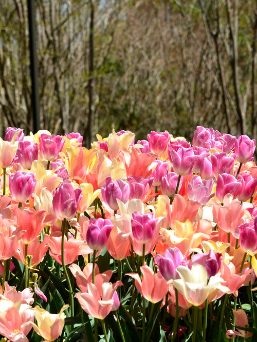 Tulip Perfect Pastel Collection - Tulip Bulbs - UK Delivery