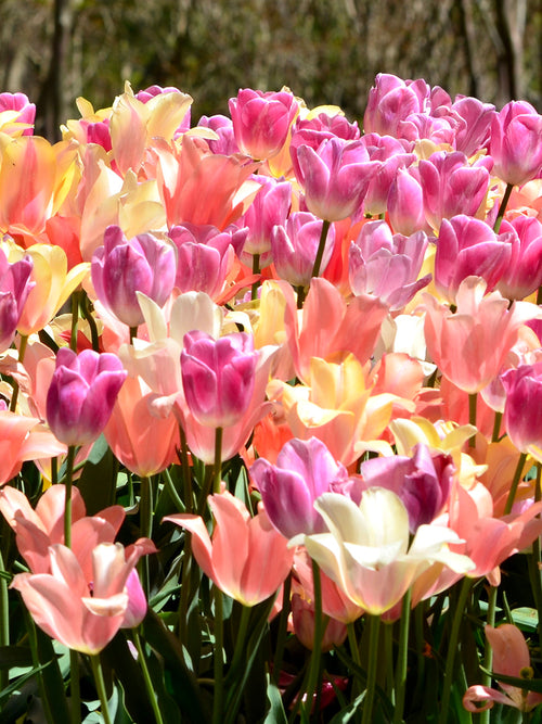 Tulip Perfect Pastel Collection - Tulip Bulbs - UK Delivery