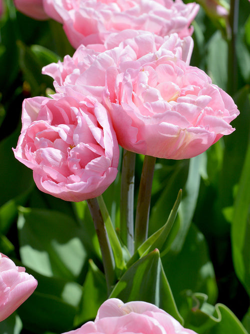 Peony Tulip Bulbs Perfect Wedding Pink UK Delivery